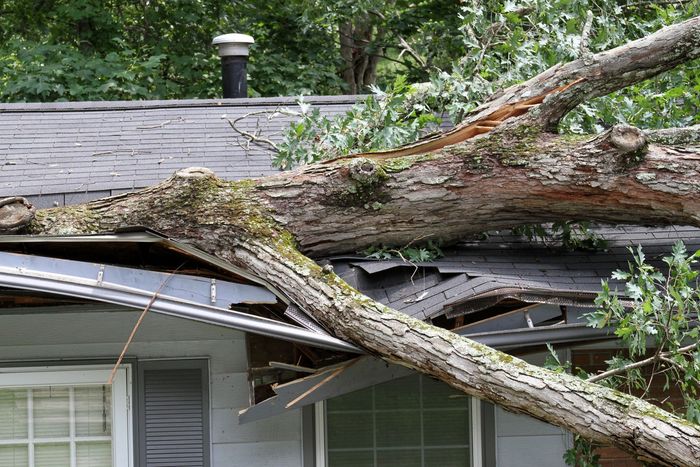 Large fallen tree resting on a house roof, causing visible damage.